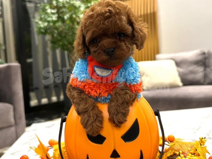 Kore Poodle Toy Tarçın Renginde