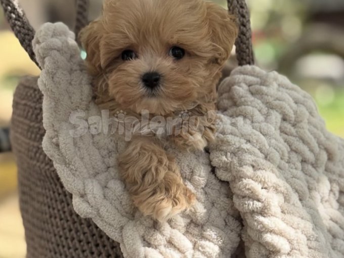 Evde Beslemeye Uygun Maltipoo Yavruları | 0-3 Aylık, Aşılı ve Kokusuz