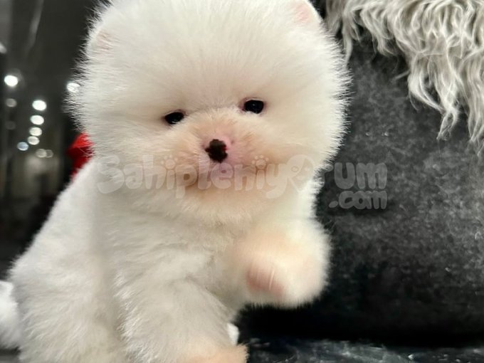 Gercek Ayi Surat Kore Pomeranian