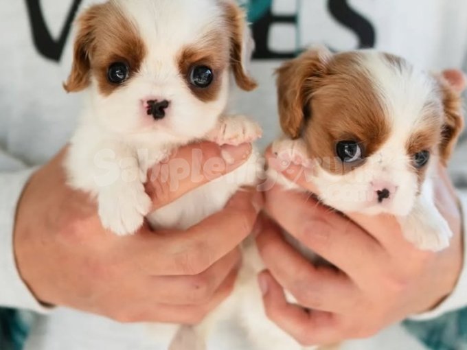 Mini Mini Beagle