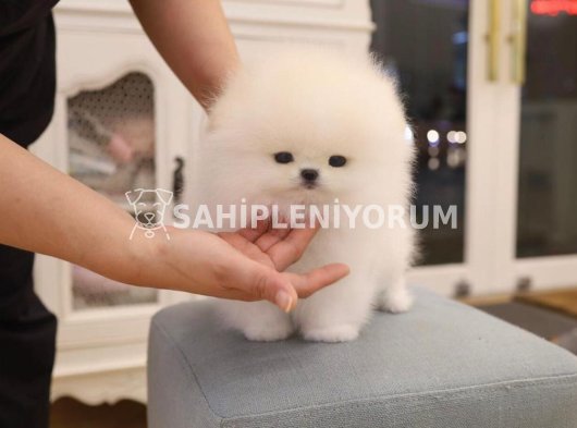 Safkan Pomeranian boo yavrularımız