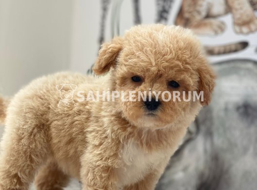 Safkan Teddy yüz maltipo yavrularımız