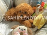 Safkan Kore Poodle yavrularımız