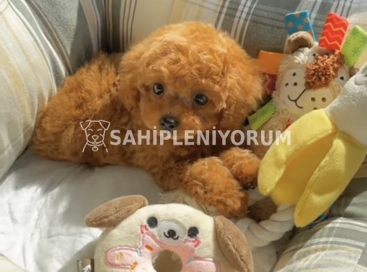 Safkan Kore Poodle yavrularımız