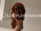 Bebek Yüzlü Toy Poodle Yavrular