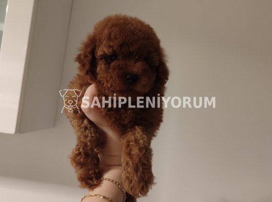 Bebek Yüzlü Toy Poodle Yavrular