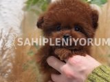 Toy Poodle