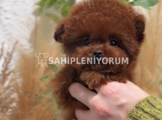 Toy Poodle