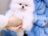 Pomeranian Boo