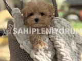 Maltipoo Yavruları