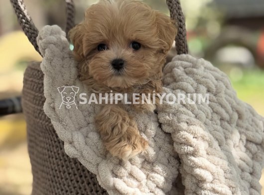 Maltipoo Yavruları
