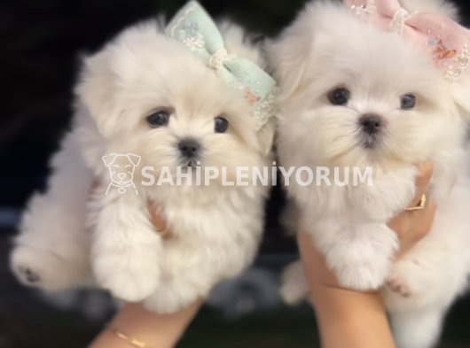 Orjinal Maltese Yavruları