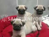ORJİNAL PUG YAVRULARI KREM