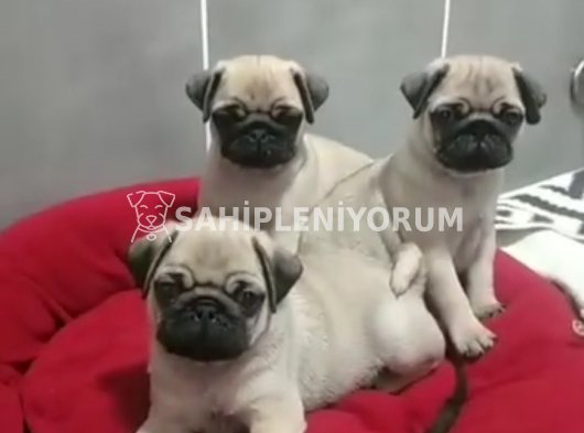 ORJİNAL PUG YAVRULARI KREM