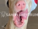 Orjinal secereli saglik ve irk garantili beyaz doberman