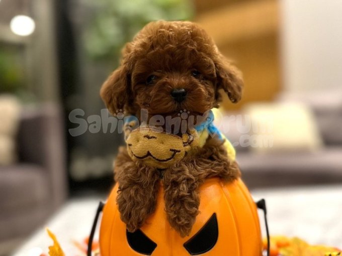 Toy Poodle Yavruları