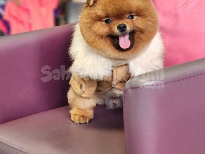 15Aylık Kusursuz Erkek Teddy Bear Surat