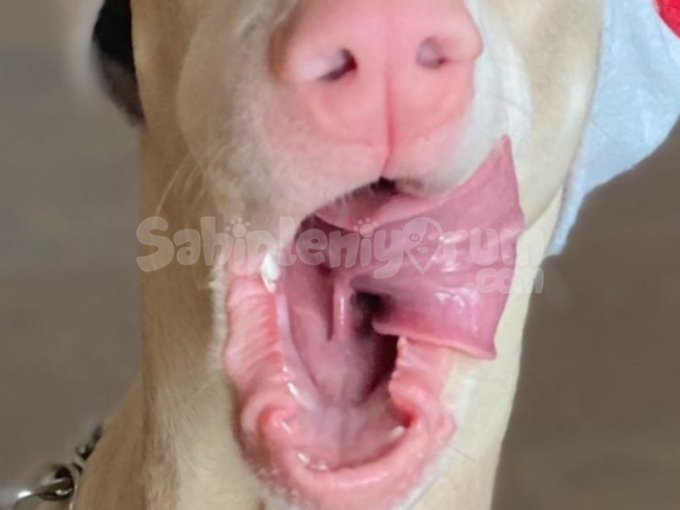 Orjinal Secereli Saglik Ve Irk Garantili Beyaz Doberman