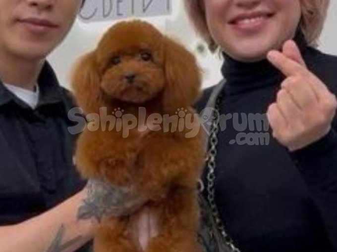 Orjinal Secereli Saglik Ve Irk Garantili Kore Kan Poodle