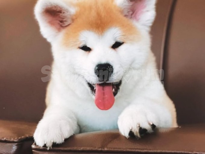 Amerikan Akita Saglik Ve Irk Garantili
