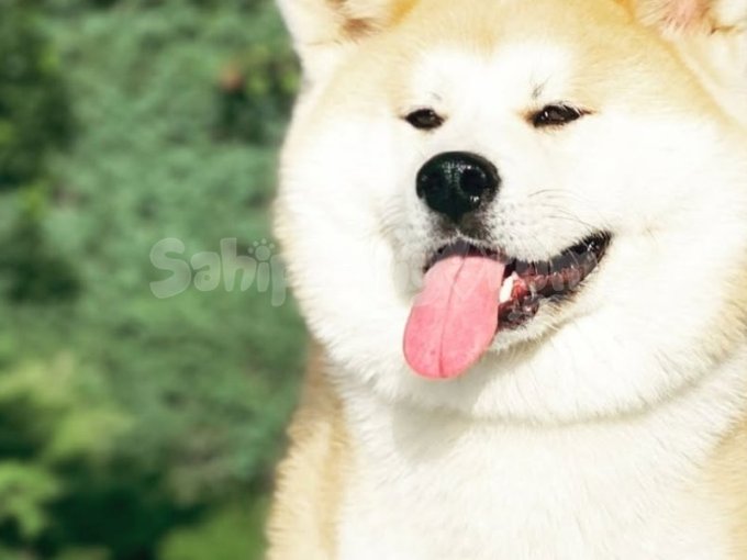 Japon Akita
