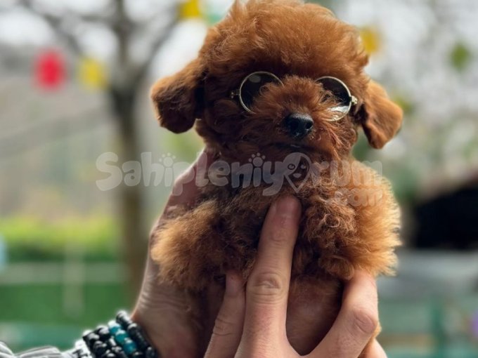 0-3 Aylık Toy Poodle Yavruları | Aşılı, Sağlıklı ve THY ile Teslim