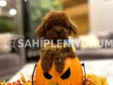 Toy Poodle Yavruları