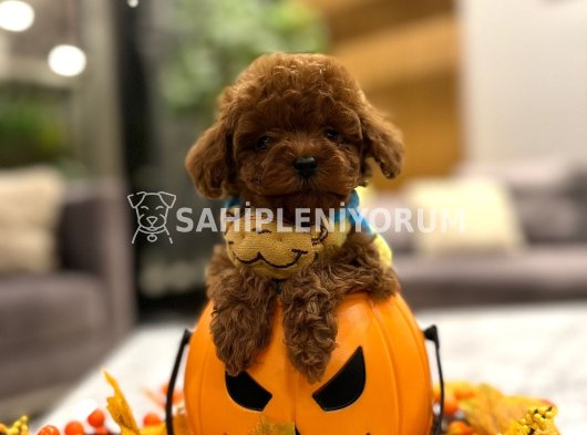 Toy Poodle Yavruları