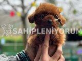 Orjinal Toy Poodle Yavruları