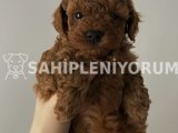Toy poodle red brown yavrular