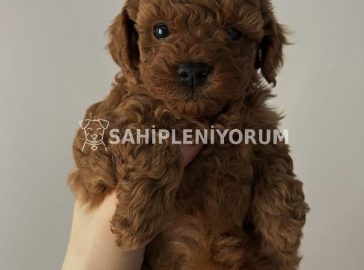 Toy poodle red brown yavrular