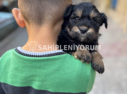 1kg250gr micro yorkie (uygun)