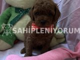 Toy poodle red brown yavrular