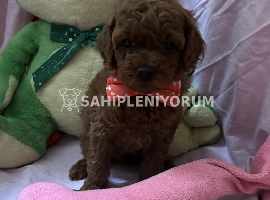 Toy poodle red brown yavrular