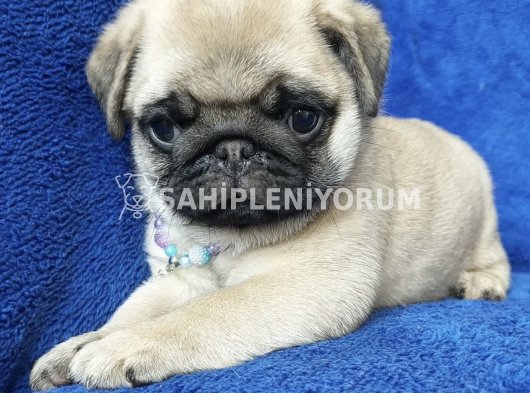 Pug yavruları