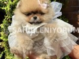 Orjinal Teddy Pomeranian Boo Yavruları