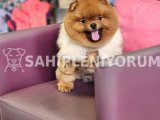 15aylık kusursuz erkek teddy bear surat