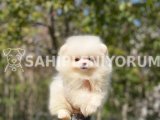 Pomerian Boo yavrular