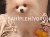 5 aylık oyuncu dişi
