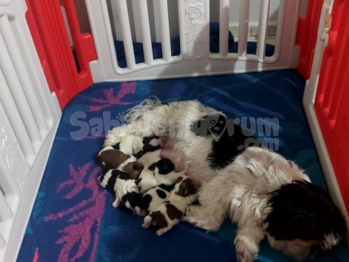 Ev Ortamında Büyüyen Shihtzu Bebekler