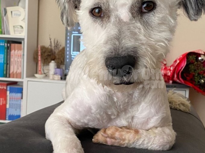 1.5 Yaşinda Erkek Çipli Kisir Ücretsiz Terrier
