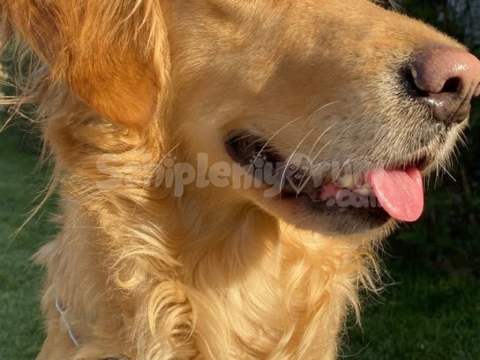 Dişi Golden Retriever
