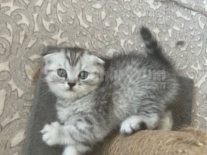 Sıfır Kulak Baby