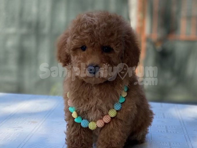 Kilo Ve Boy Garantili Poodle Bebekler