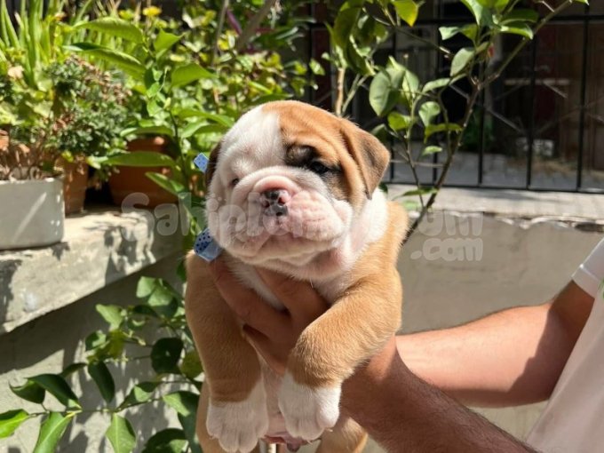 Ingiliz Buldog Yavru Fiyatları
