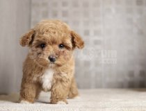 En Sevimli Maltipoo Yavruları Sahiplerini Bekliyor