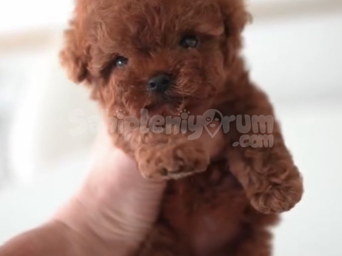 0-3 Aylık Aşılı Toy Poodle Yavruları | Evde Beslemeye Uygun Sevimli Bebekler