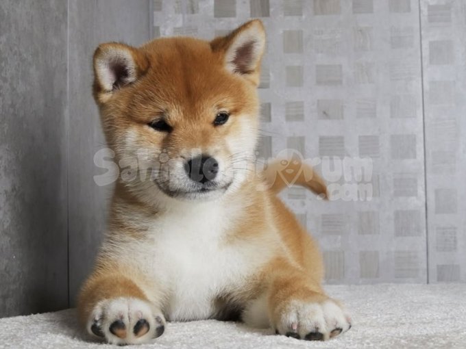 Shiba İnu Yavruları