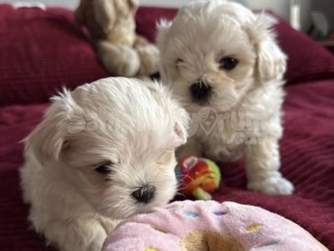 Çok Özel Sifir Numara Maltese Terrier Bebekler