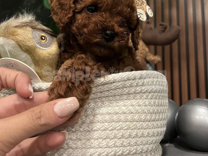 Eşsiz Güzellikte Toy Poodle Yavrularımız